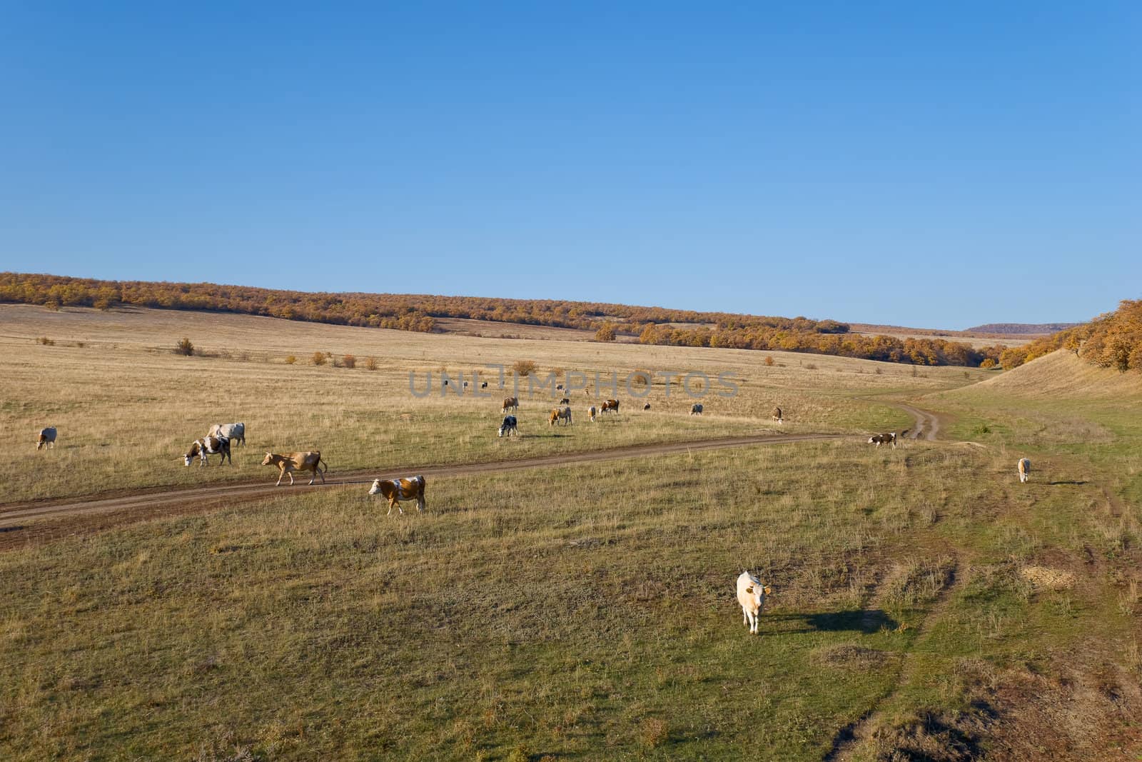 Cows on the Autumn Landscape by y_serge