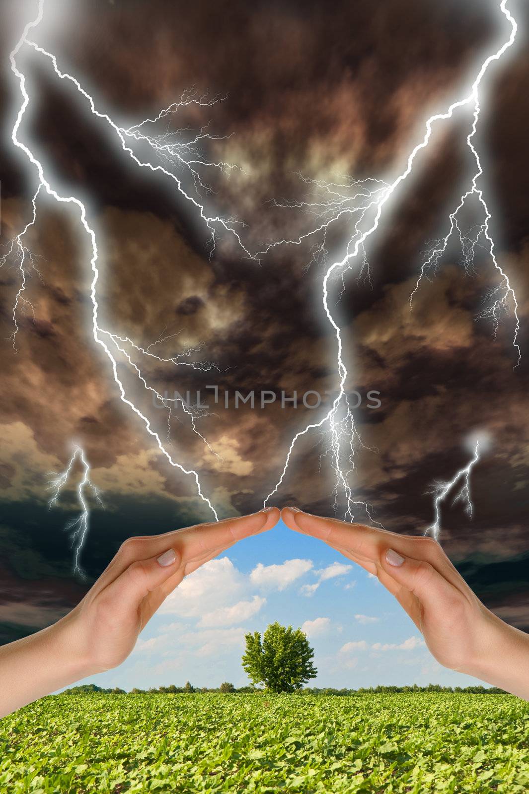 Two hands preserve a green tree against a thunder-storm by galdzer