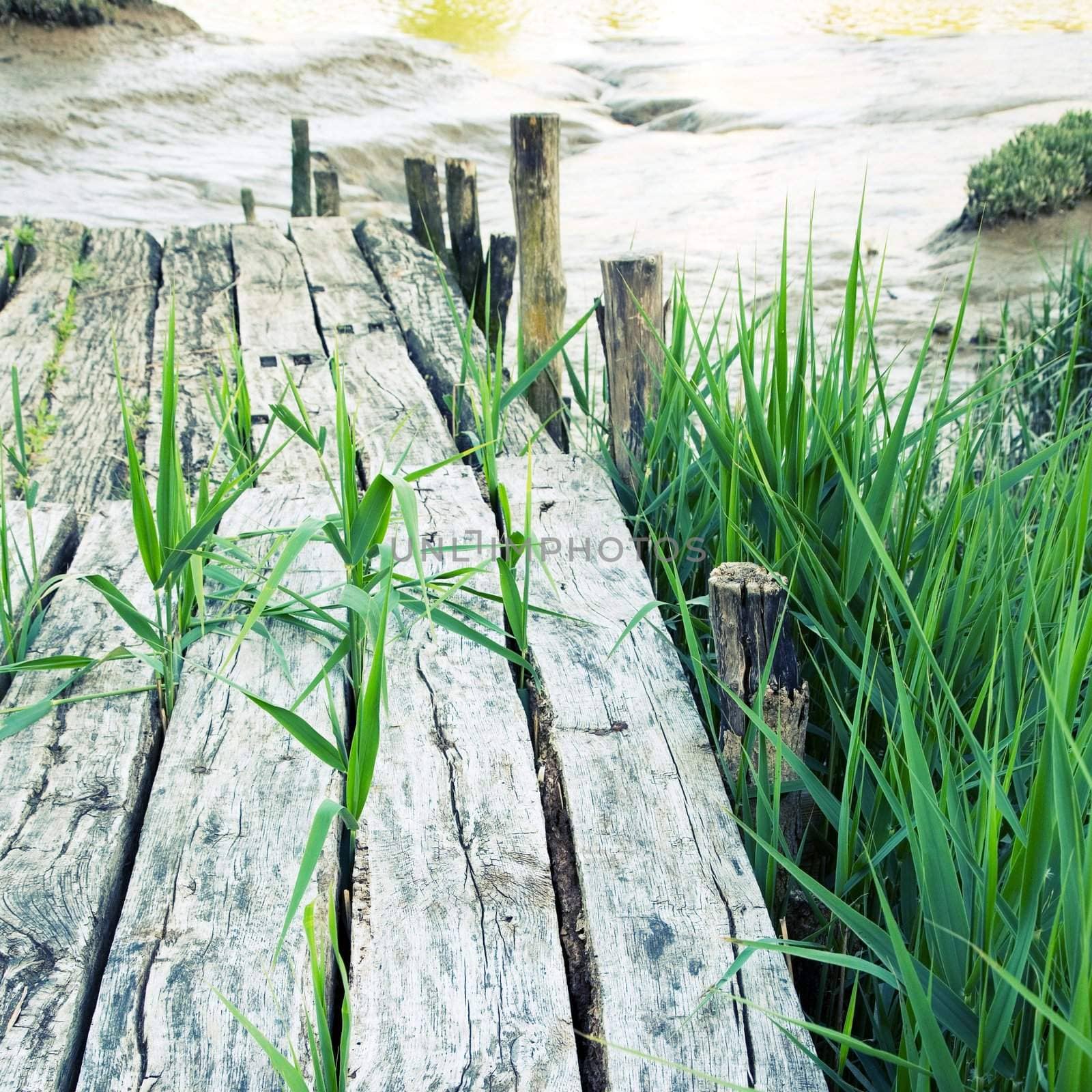Old planks and grass near the sea