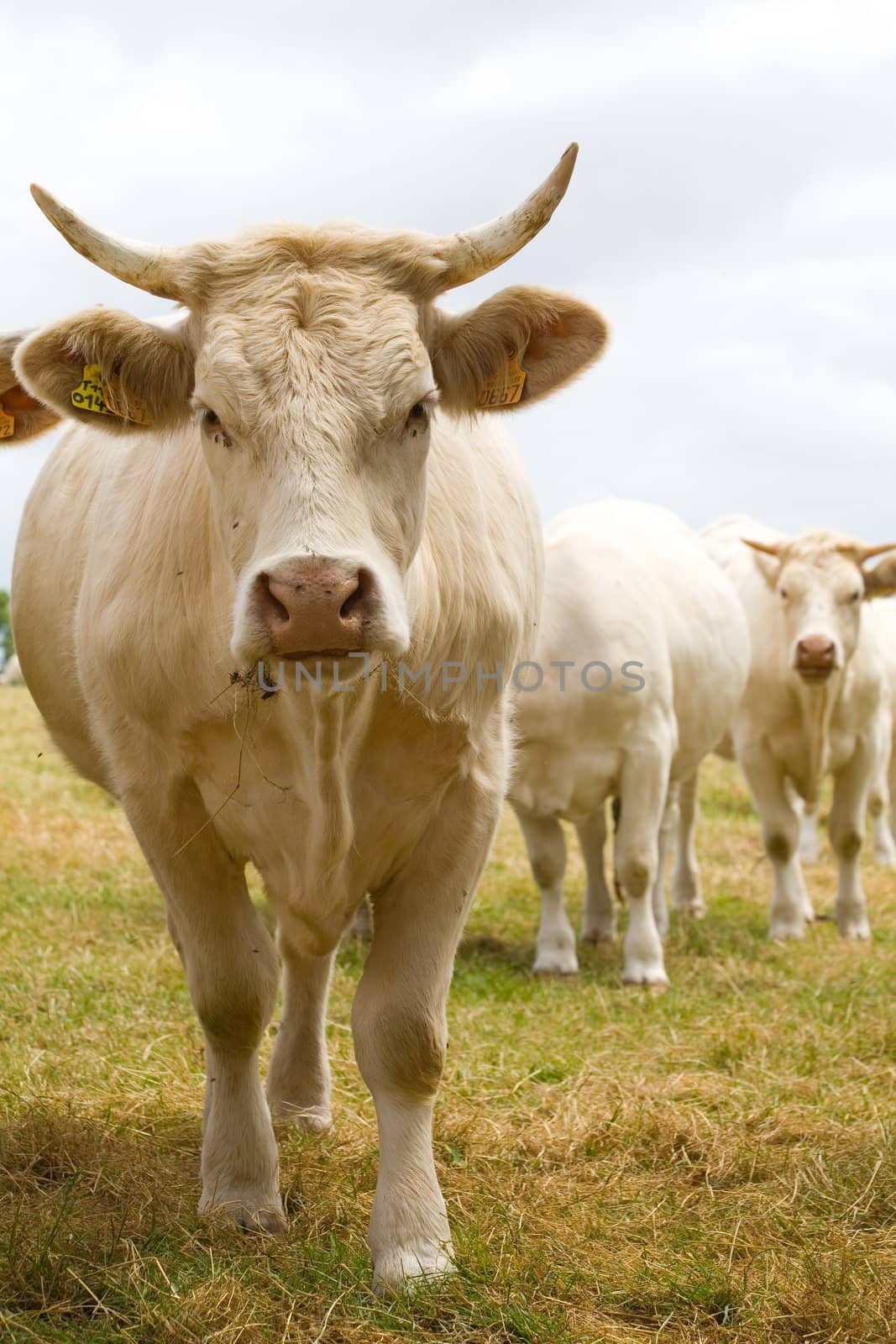 Blonde d'Aquitaine breed in the meadow