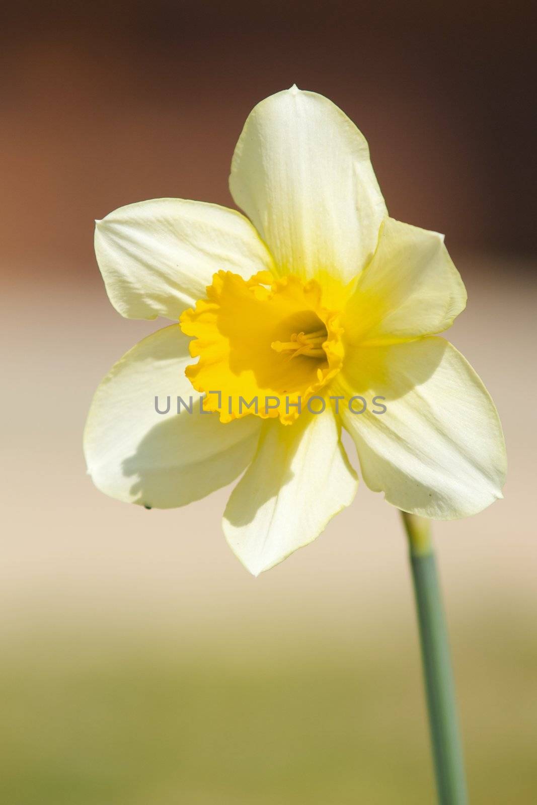 one yellow  gladiolus on a field
 by olgaolga