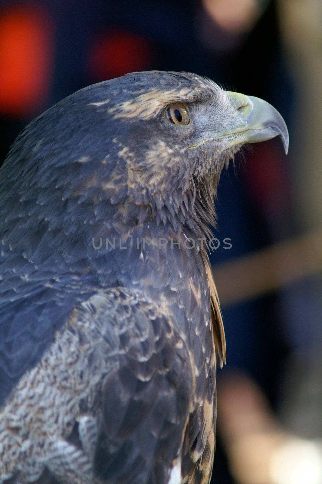  eagle quiet and expectant