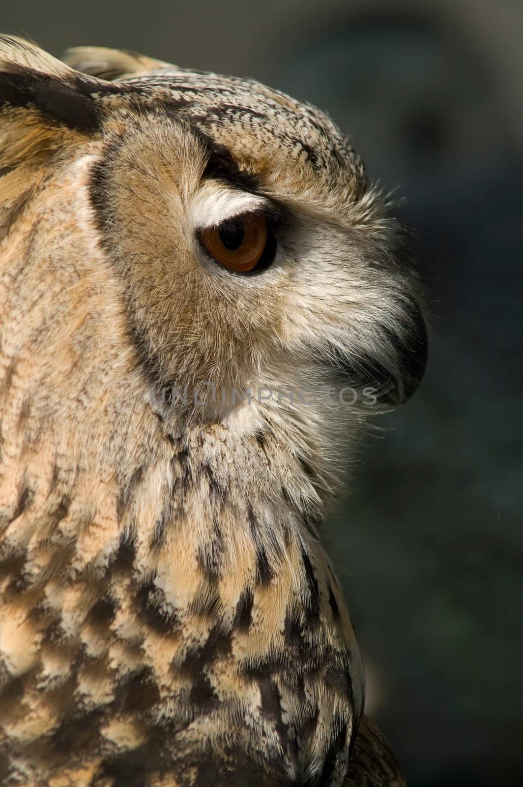 a brown owl quiet with big eyes by olgaolga