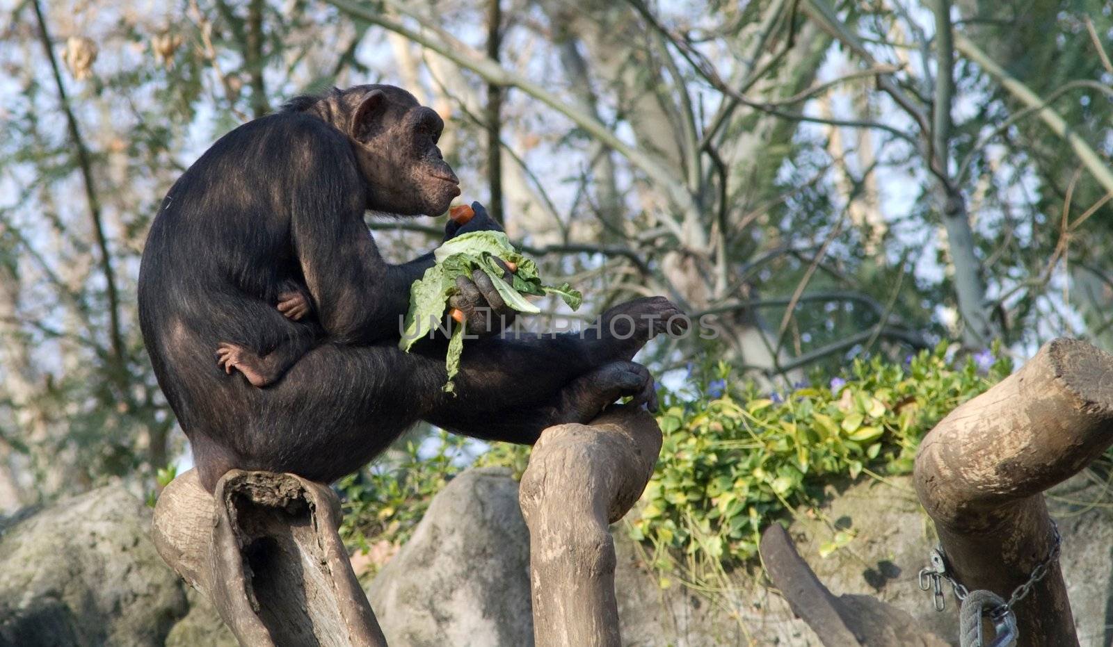 Mother chimpazee eating with her babyzvv