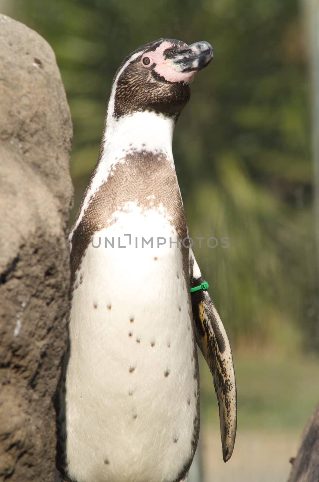 penguin by olgaolga