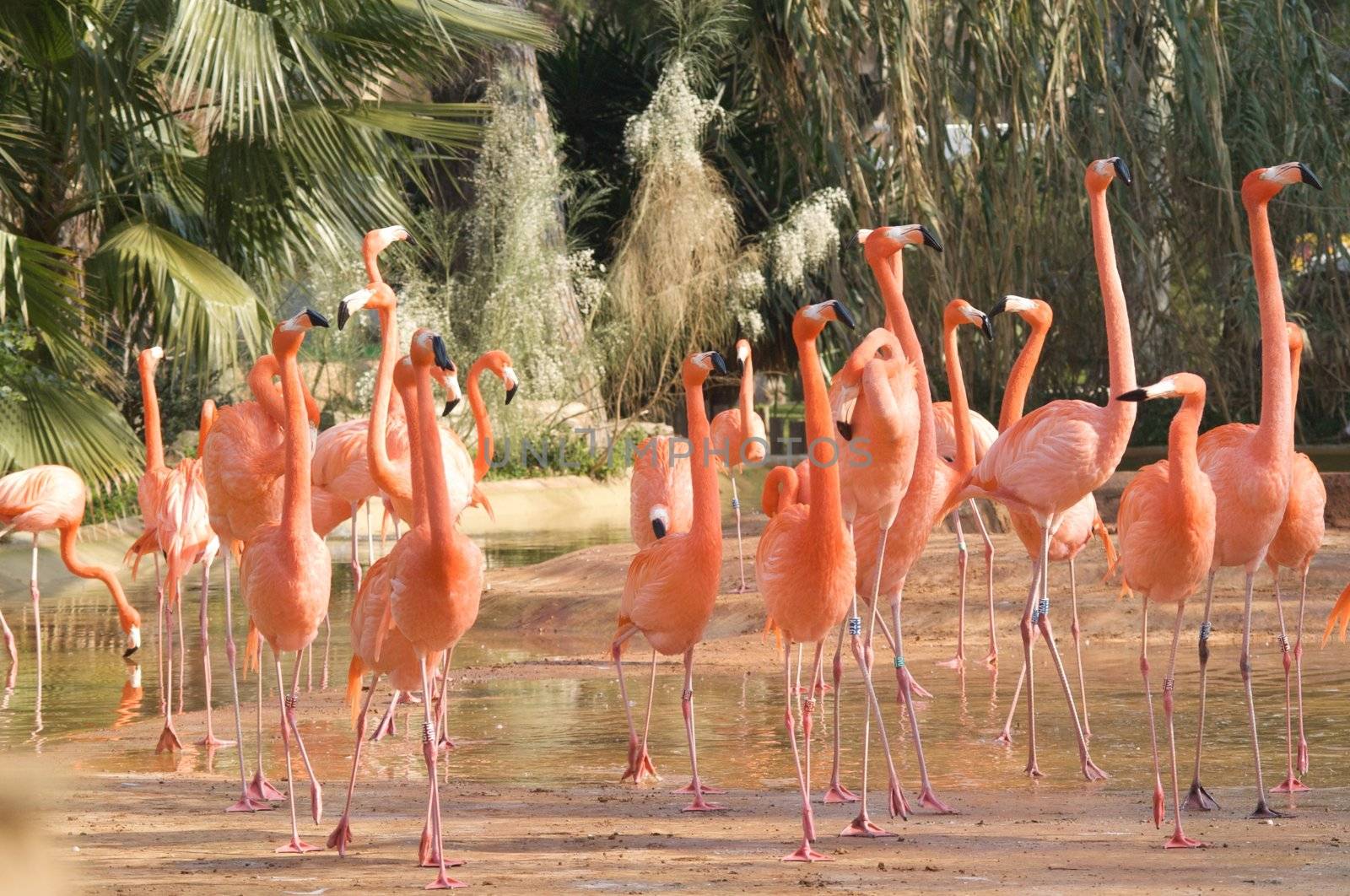 Caribean flamingos  by olgaolga