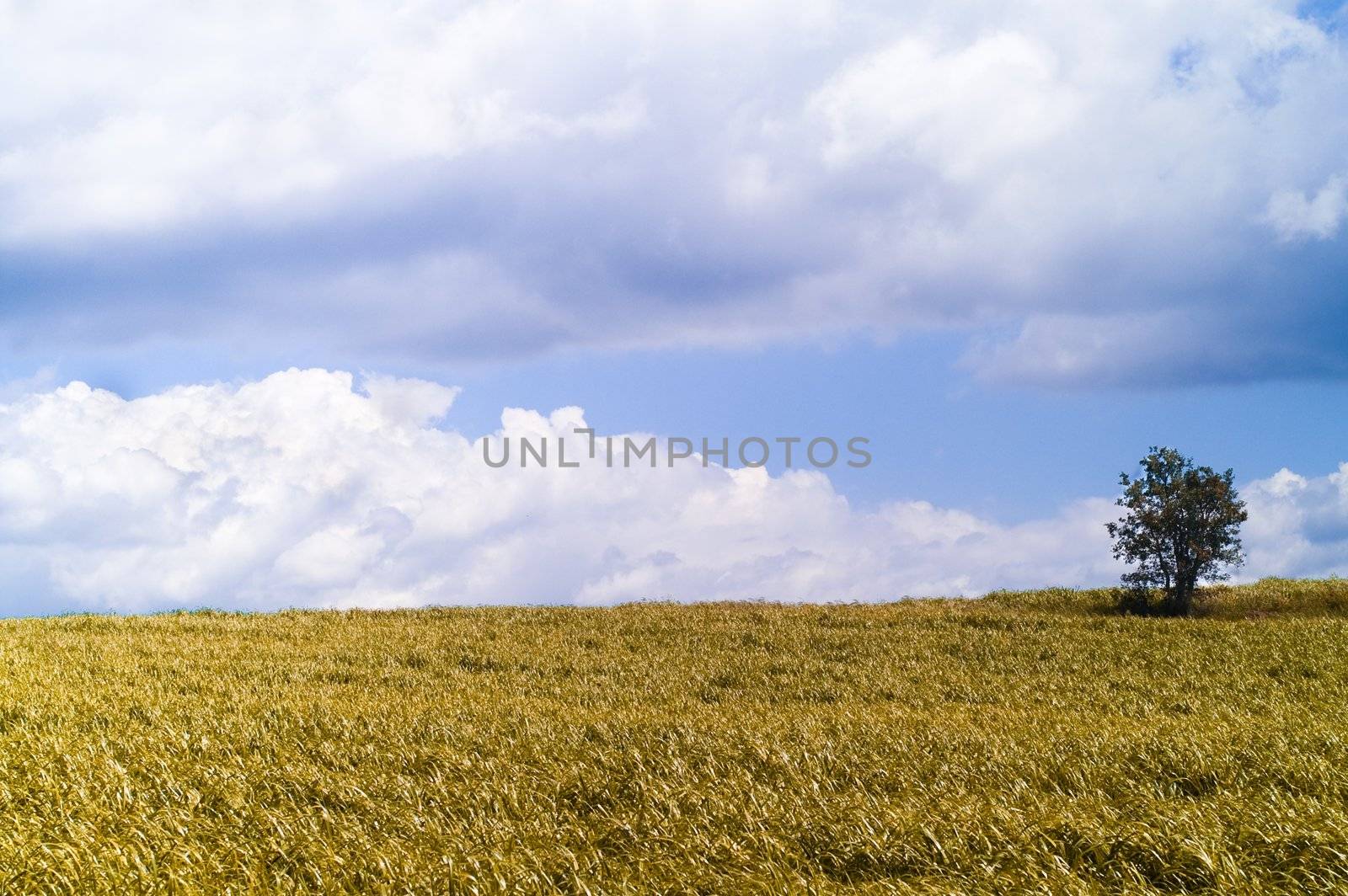 Grass landscape by olgaolga