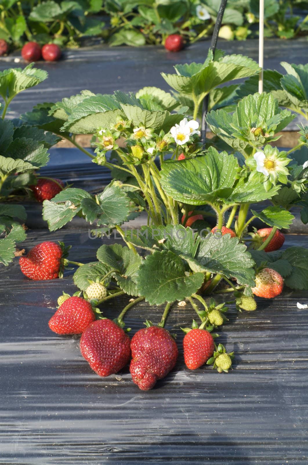 a lot of fresh strewberry  by olgaolga