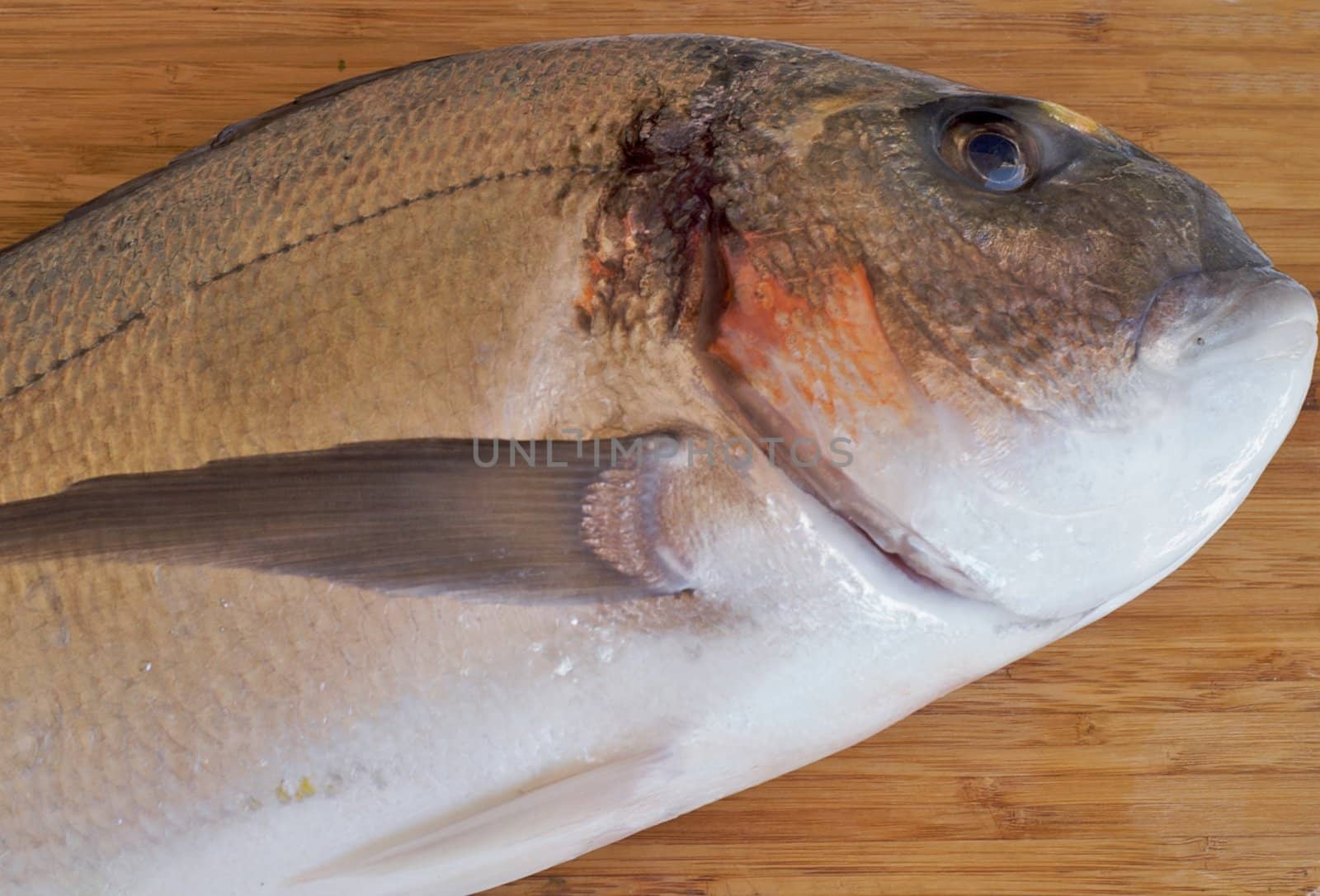 fresh sea bass  for cooking by olgaolga