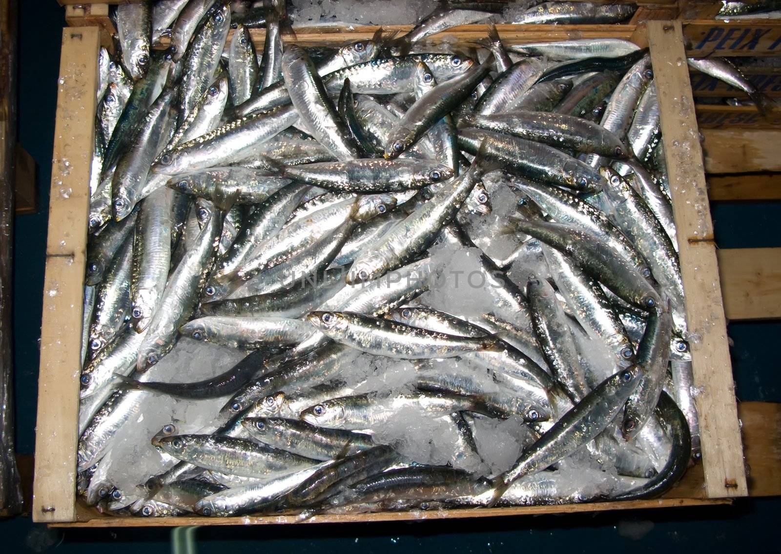 Fresh anchovy by olgaolga