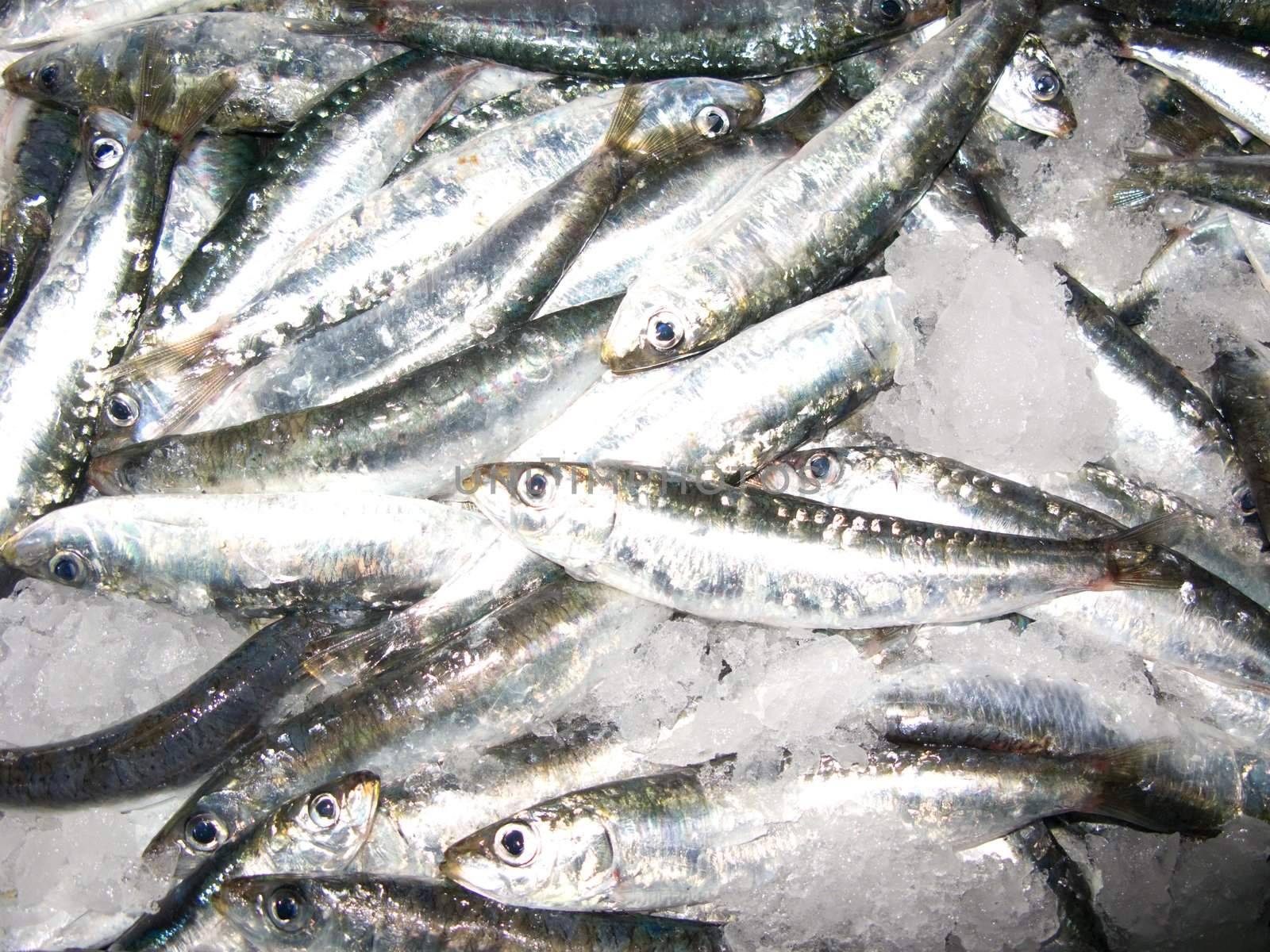 Fresh anchovy by olgaolga