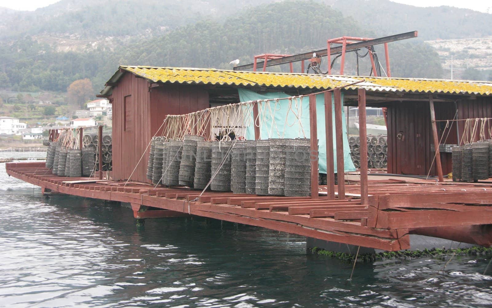 oyster cultivation