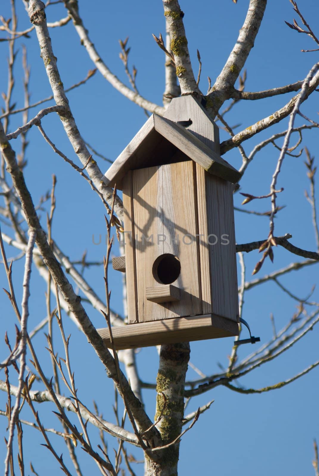 Wooden bird house by olgaolga