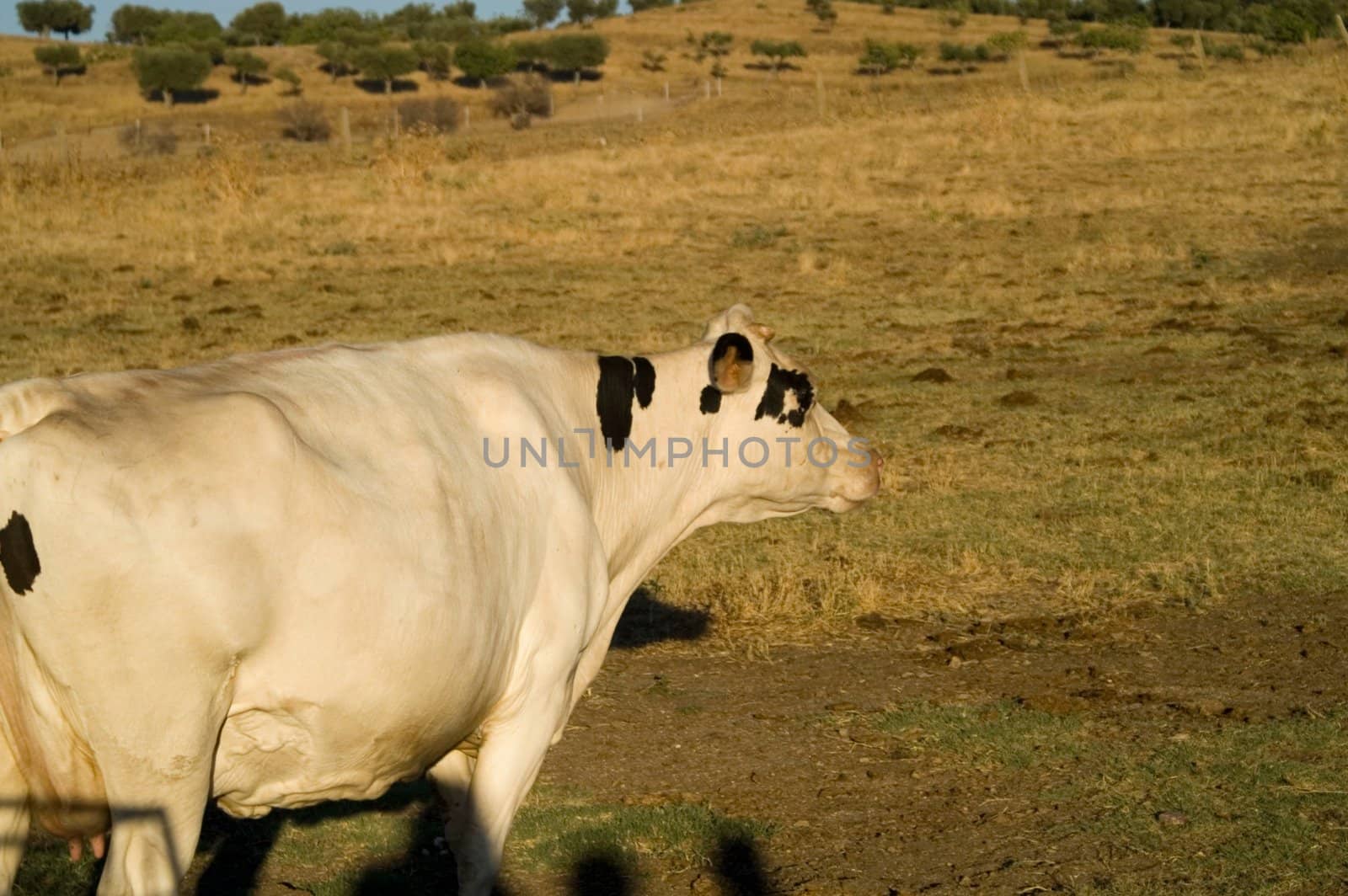 Cow in freedoom in a field by olgaolga