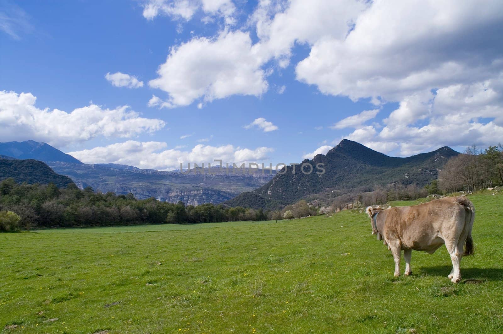 Cow in freedoom in a field by olgaolga