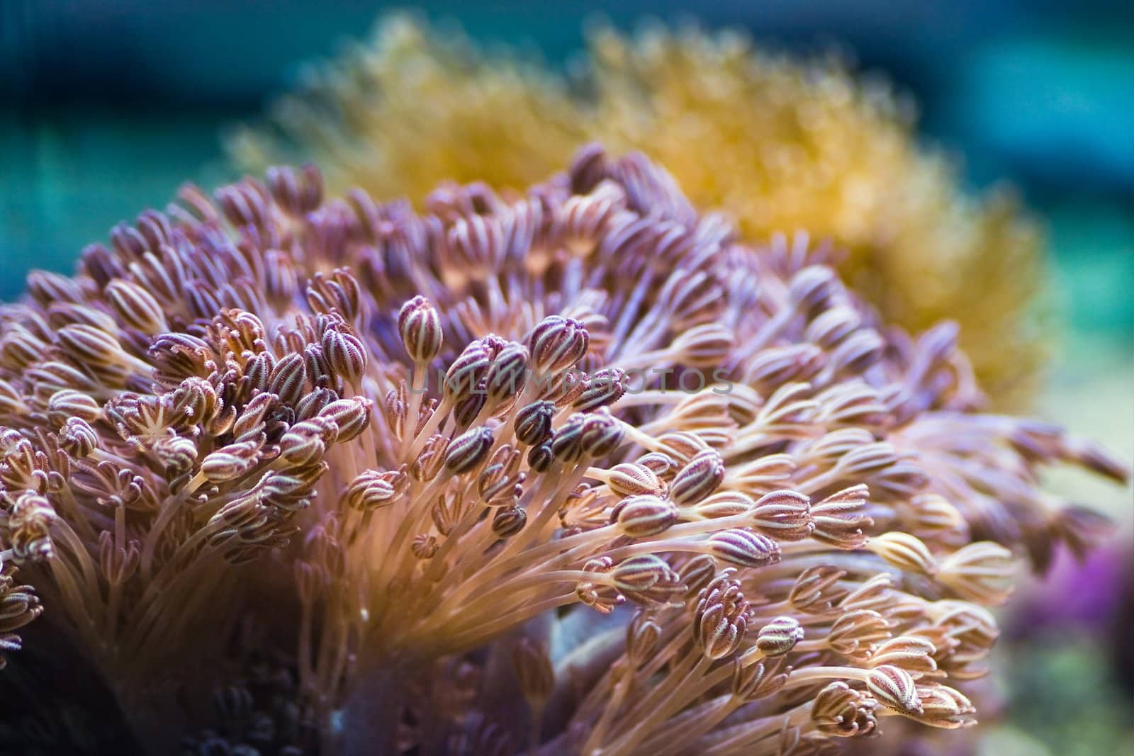 Sea anemones are predatory sea animals, they look like a flower