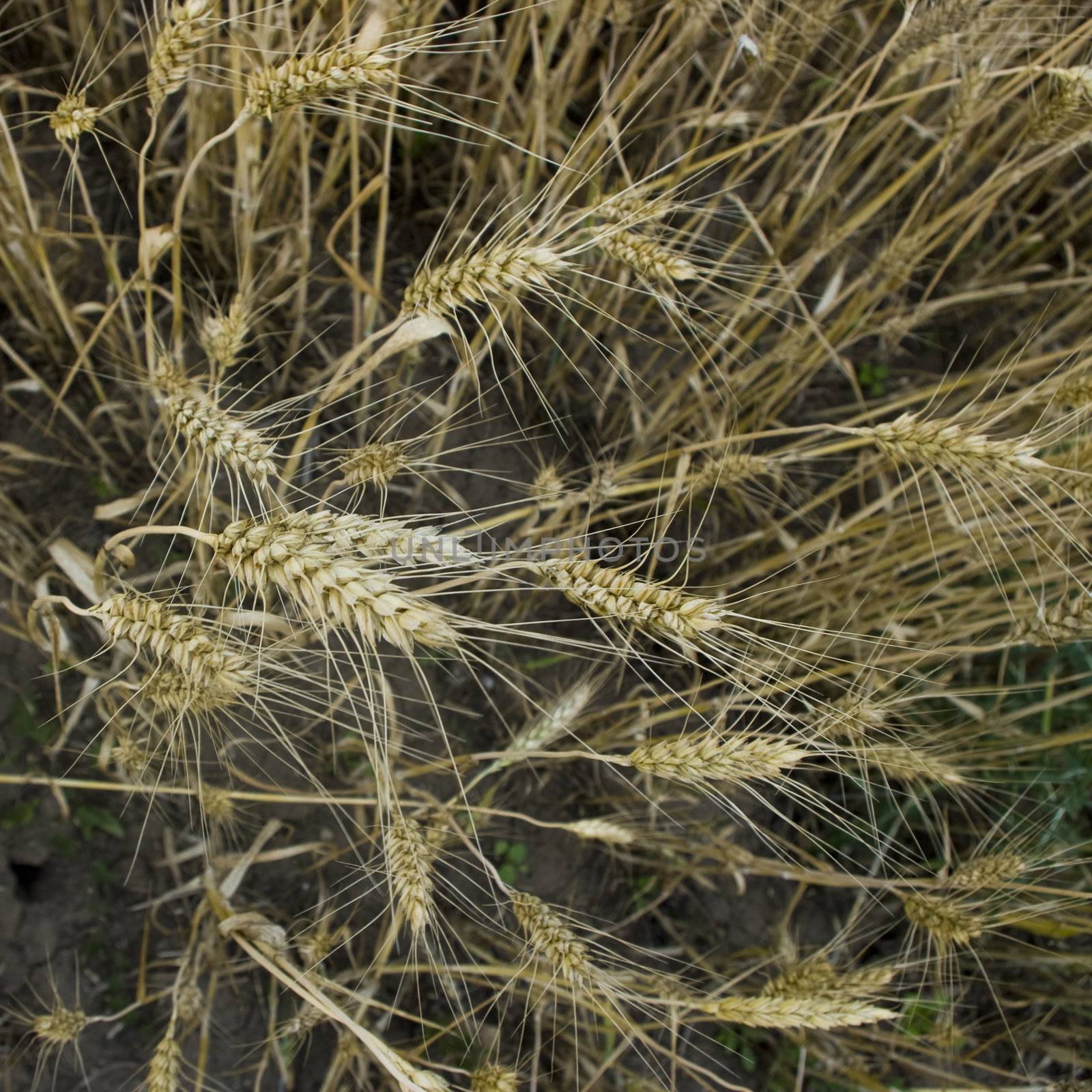 Ripe wheat by photo4dreams