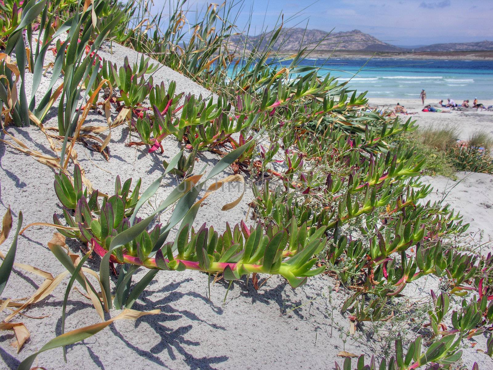 Detail of the coast of Sardinia in Italy