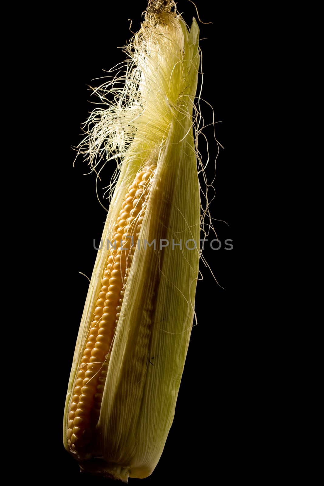 vegetable serias: golden corn over black background