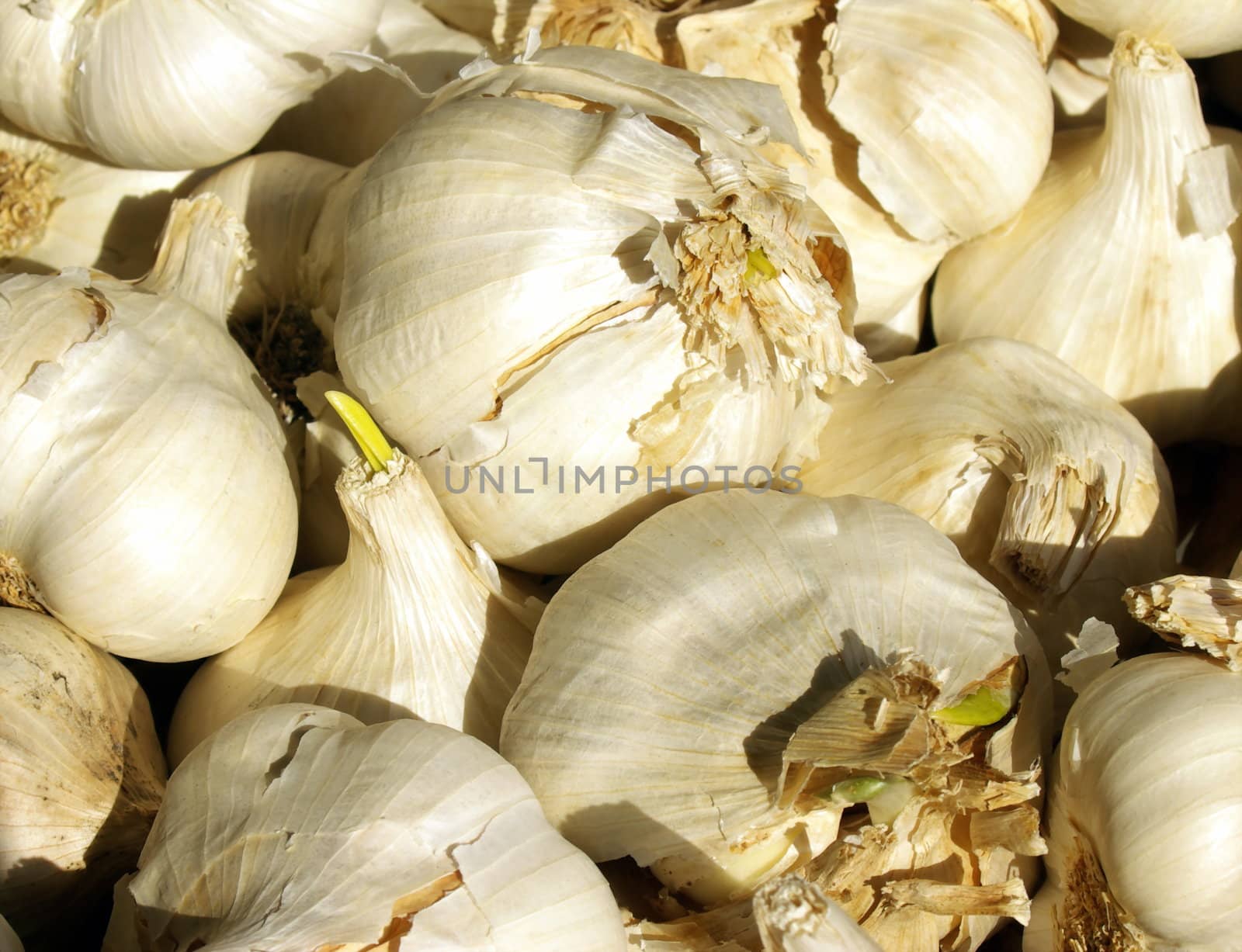 Fresh Garlic