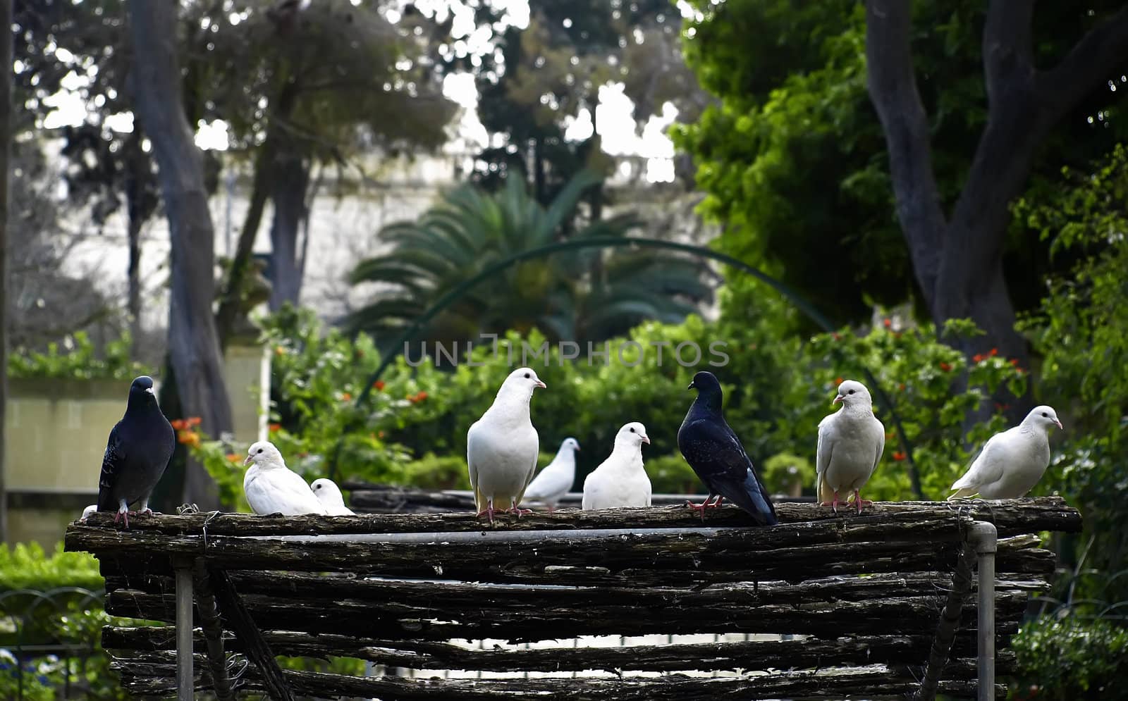 Mediterranean pigeon roost