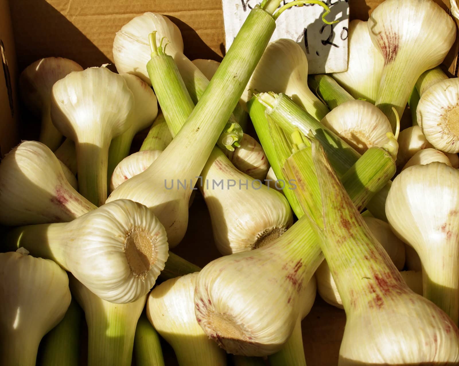 fresh garlic by FotoFrank
