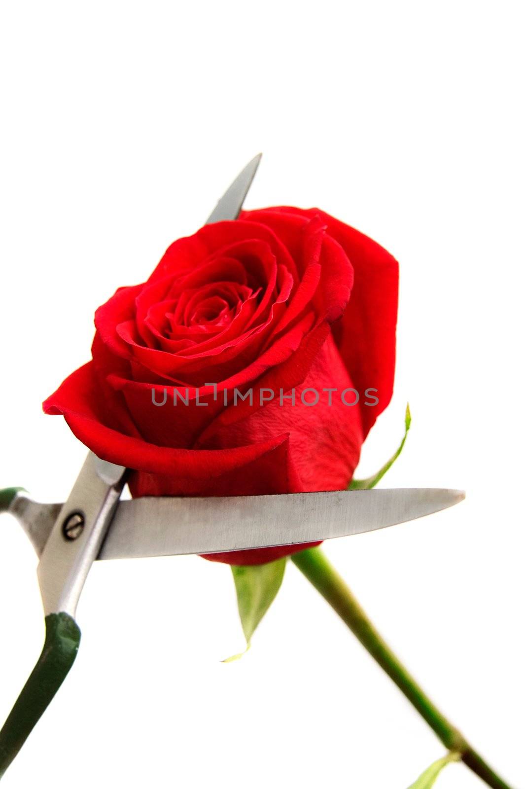 Red rose and scissors by ardni