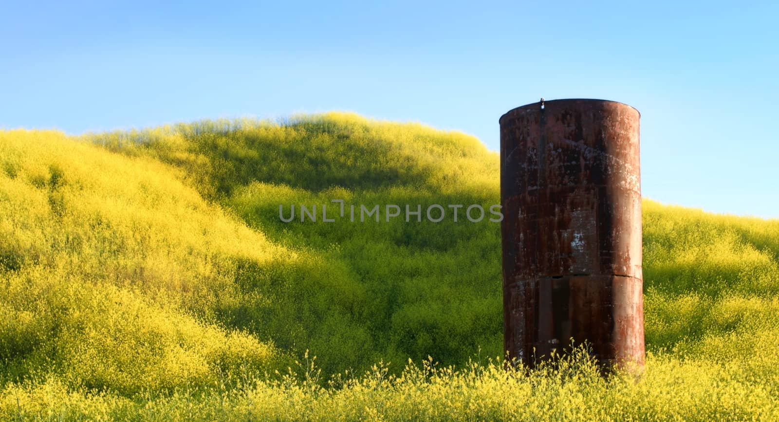 Silo in the middle of yellow mustard