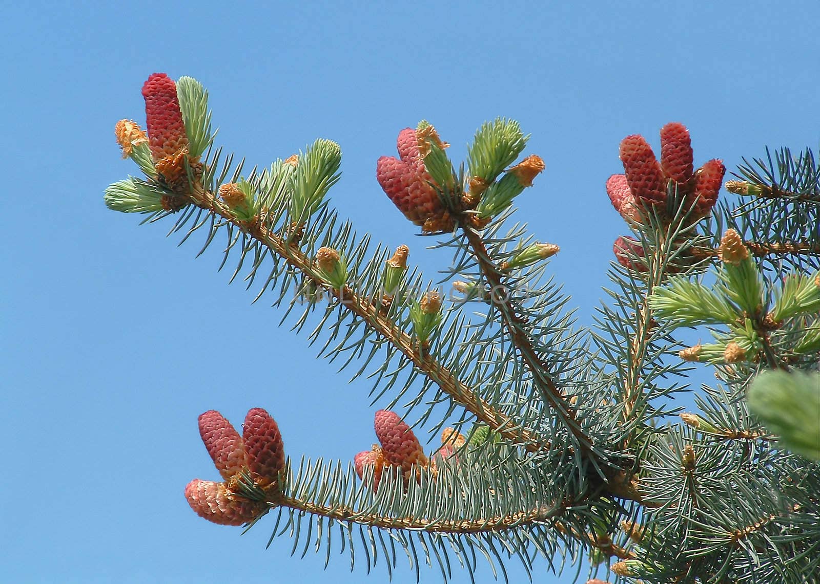 Branch of a coniferous tree in city park on a background of the blue sky
