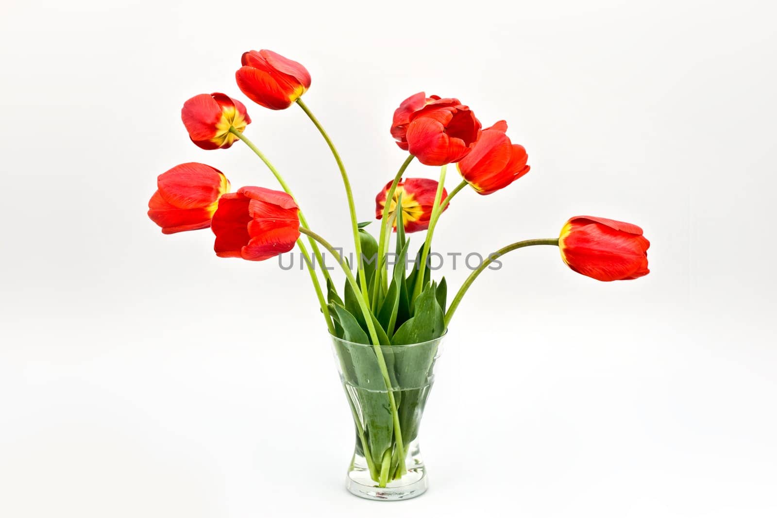 bouquet of red tulips on the vase