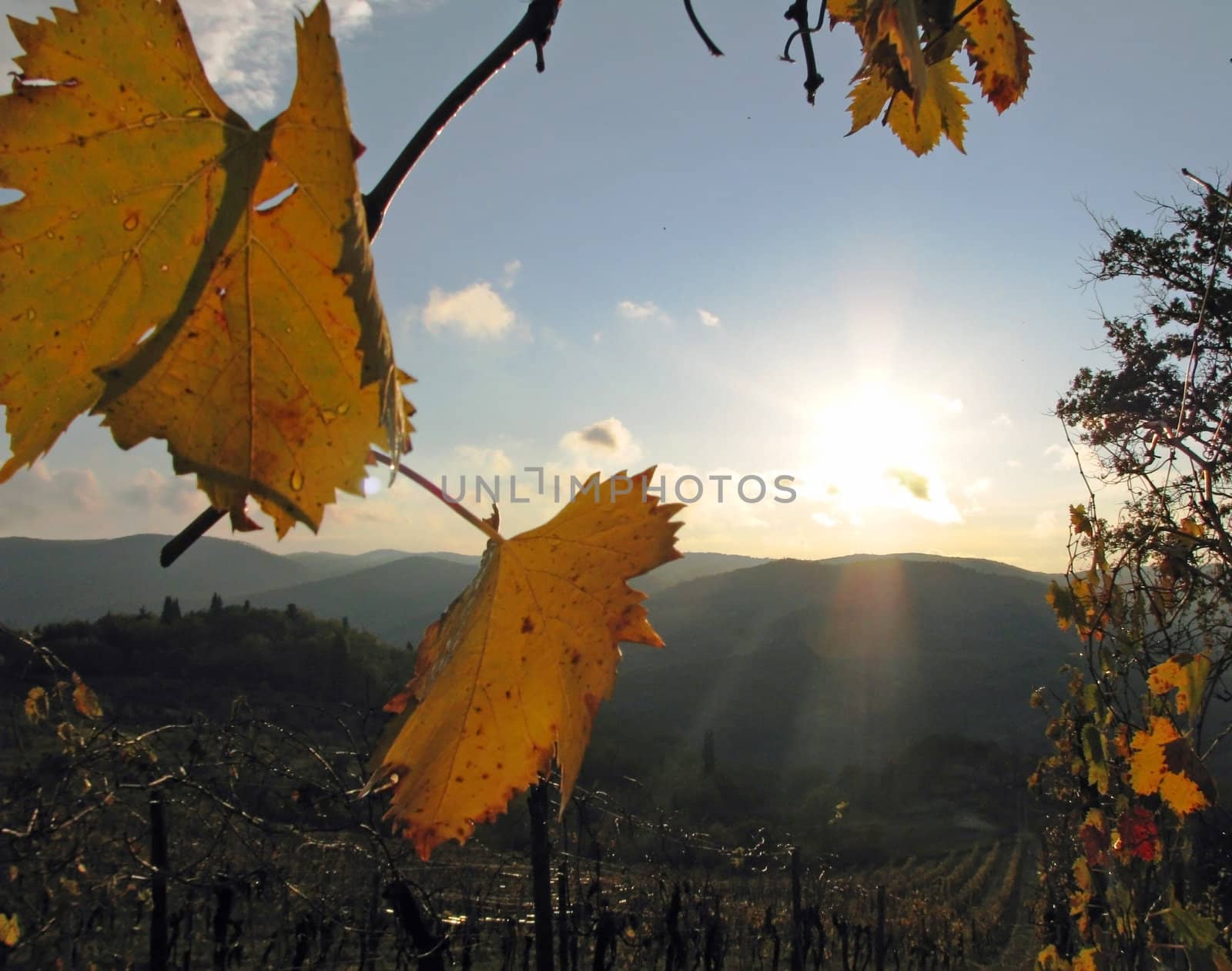 Closeup of a grapevine leaf and the morning sun rising over the hills of Tuscany Chianti in Italy.
