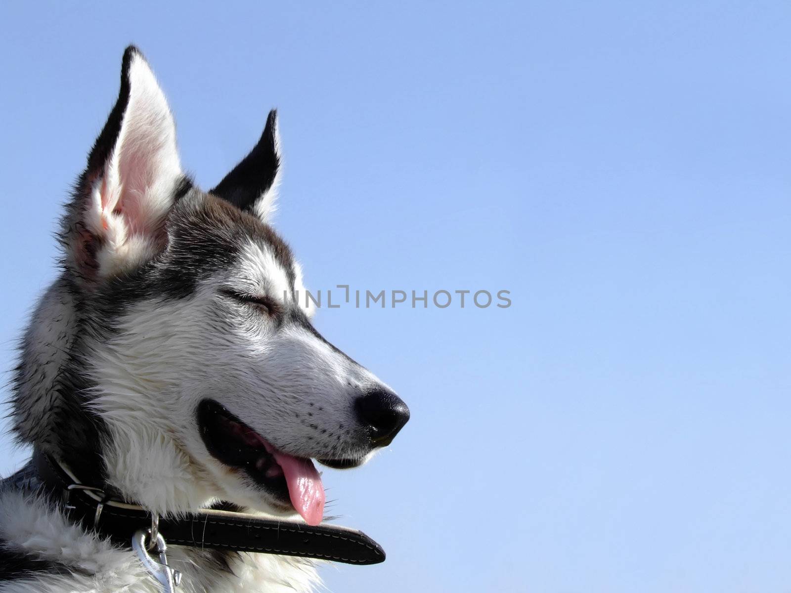 Siberian Husky by PhotoWorks
