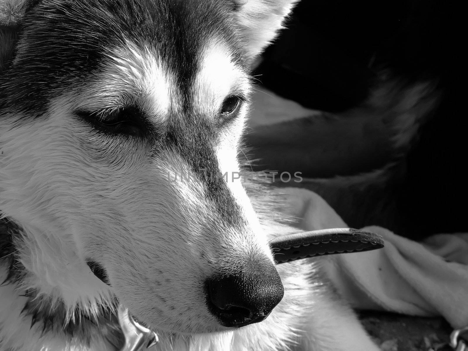 Husky by PhotoWorks