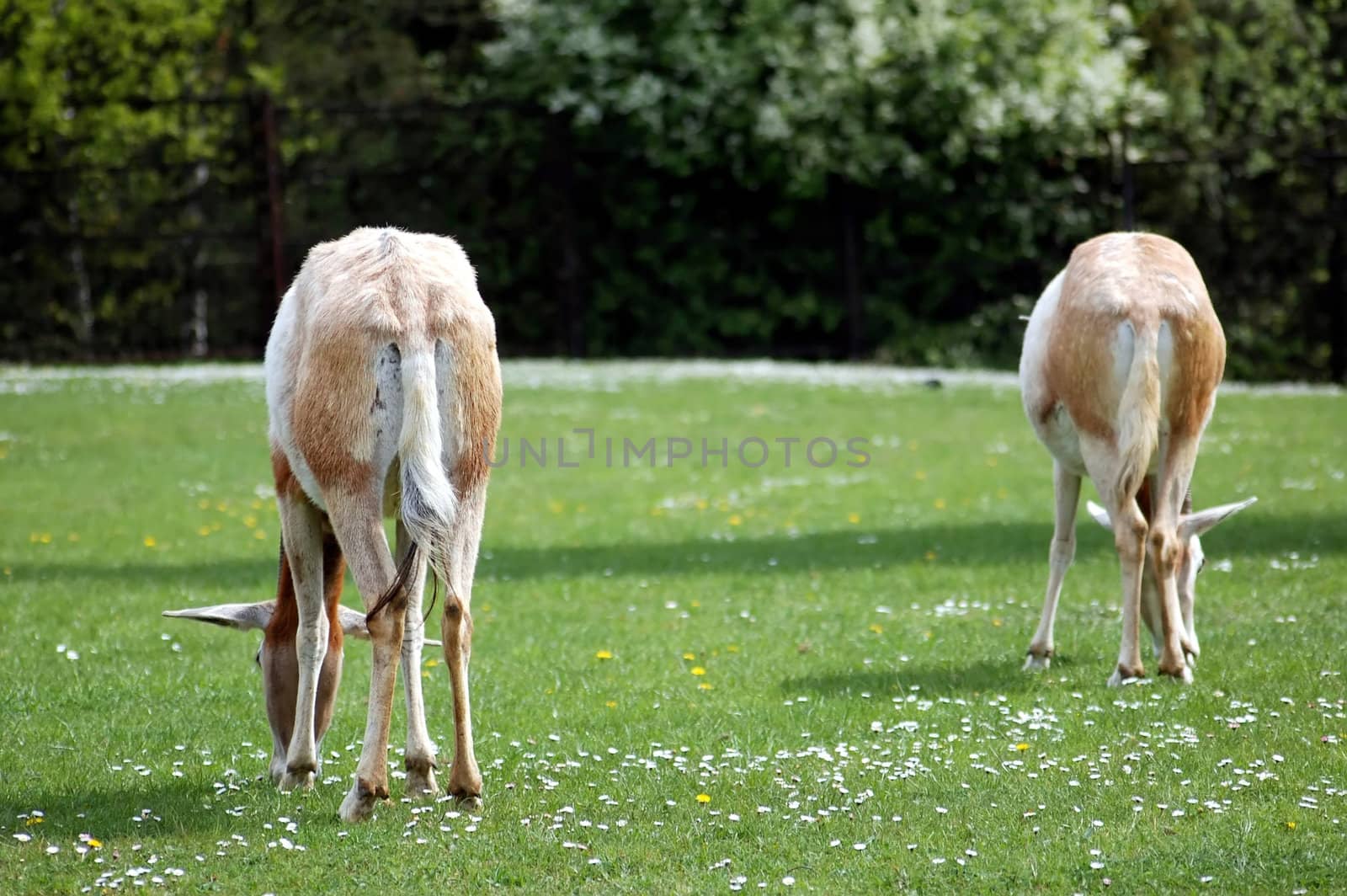two antelopes eating green grass