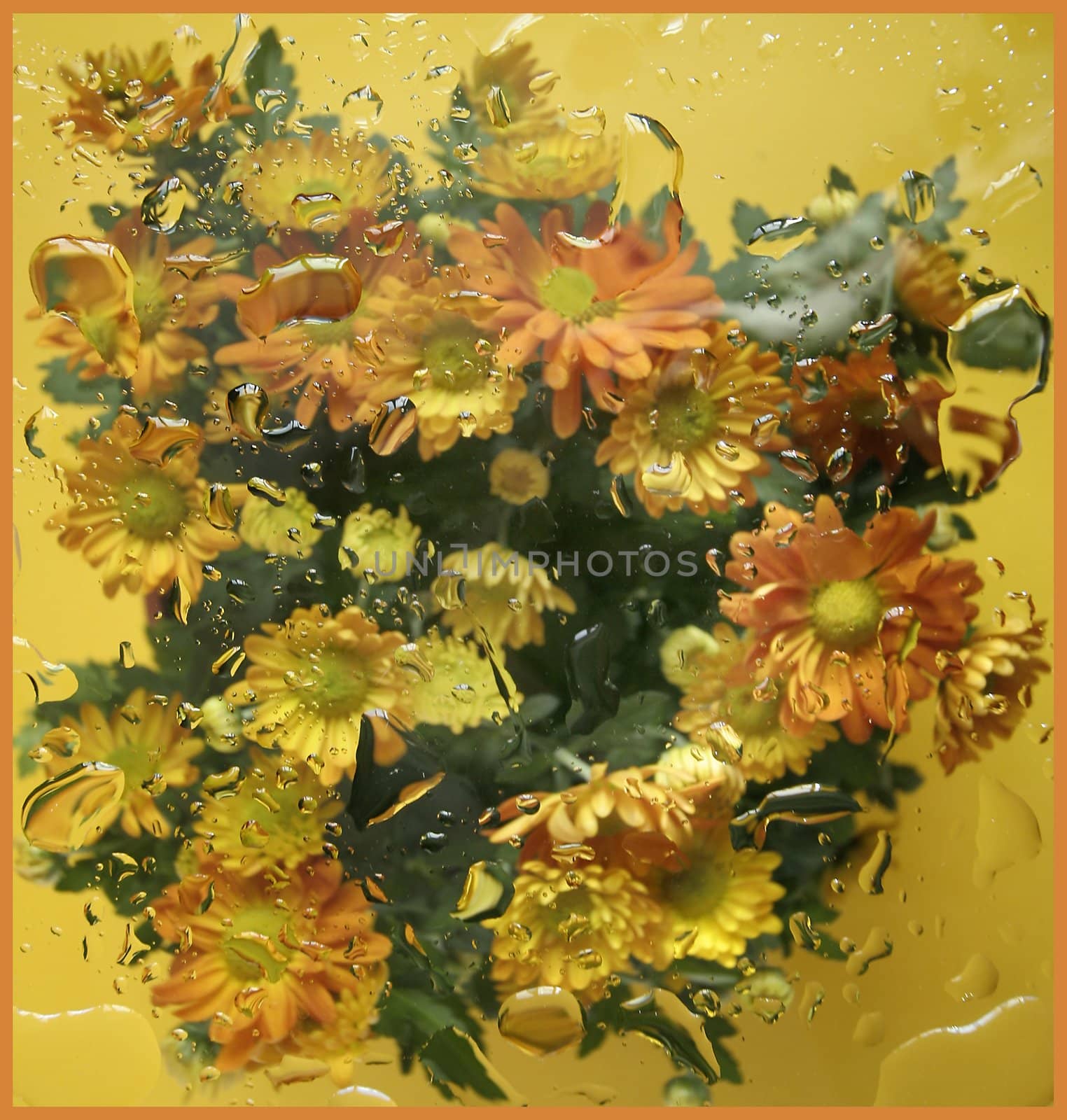 Yellow chrysanthemums with water drops