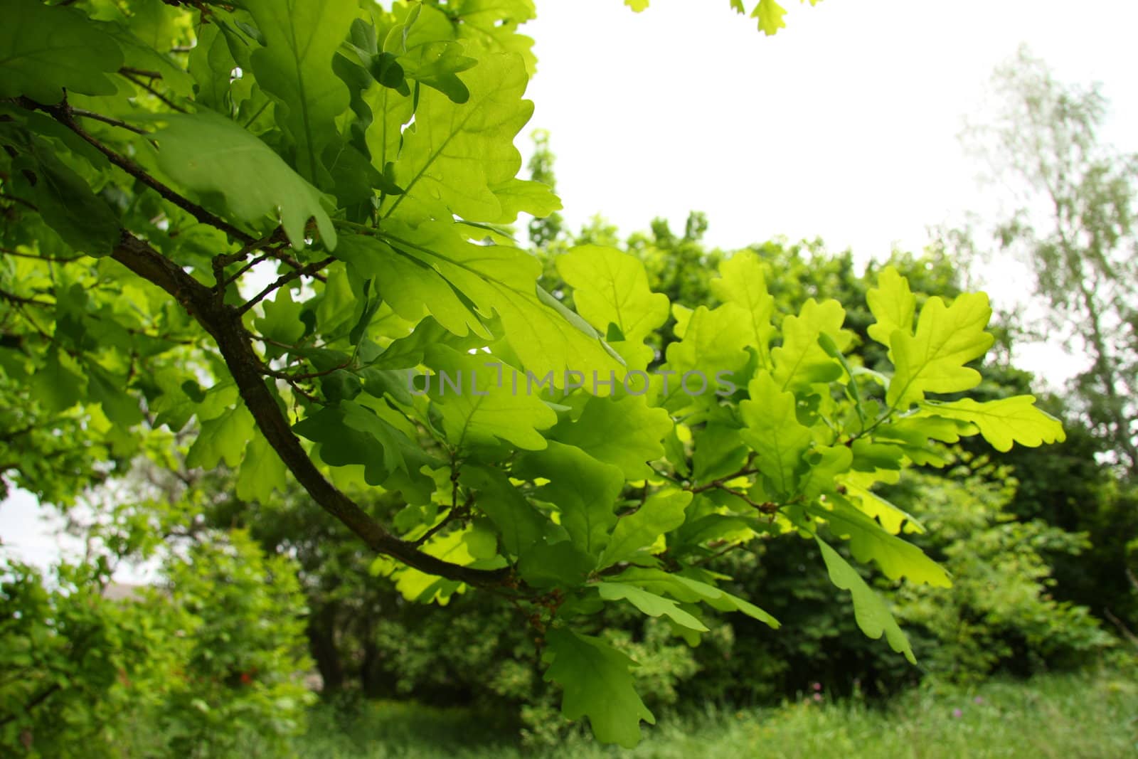 The young green oak leaves in the forest