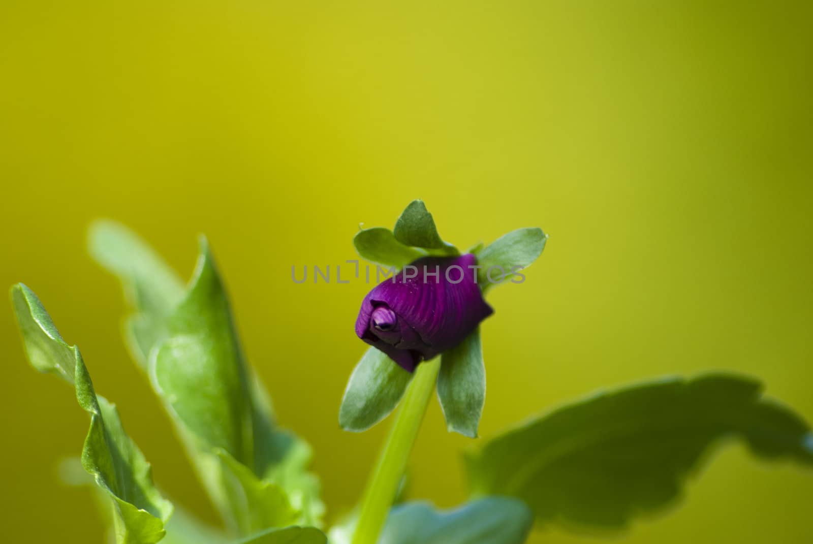 summer flower in the sunlight