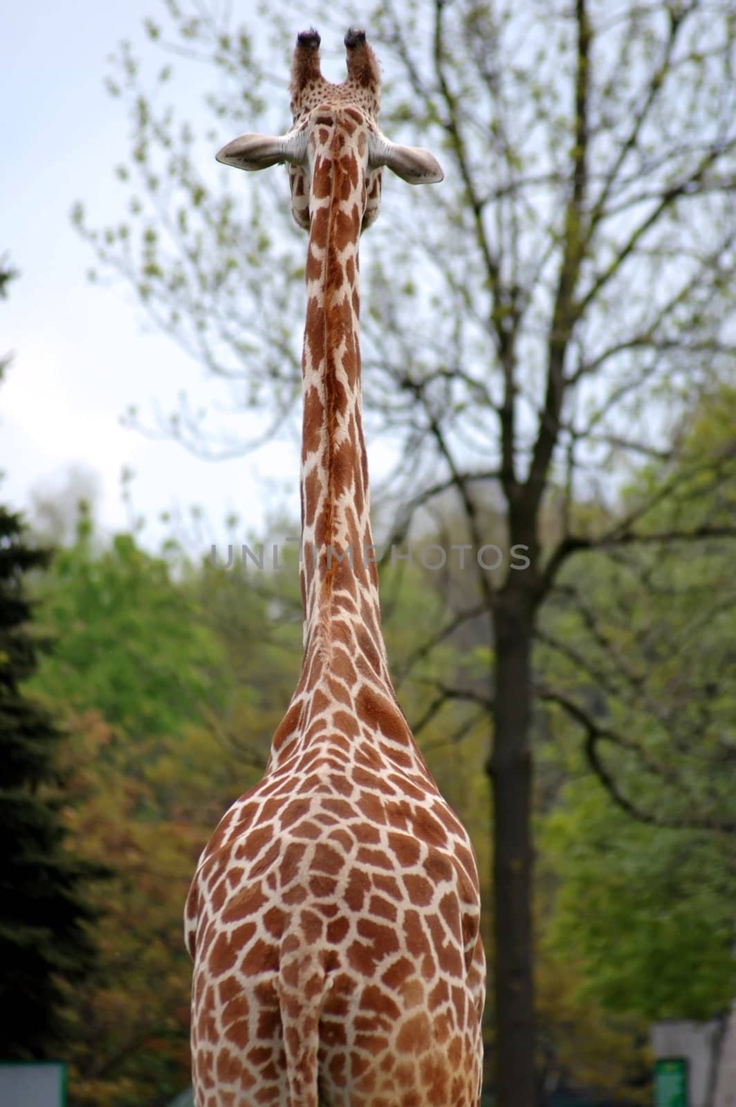 back of a giraffe in zoo in Poland