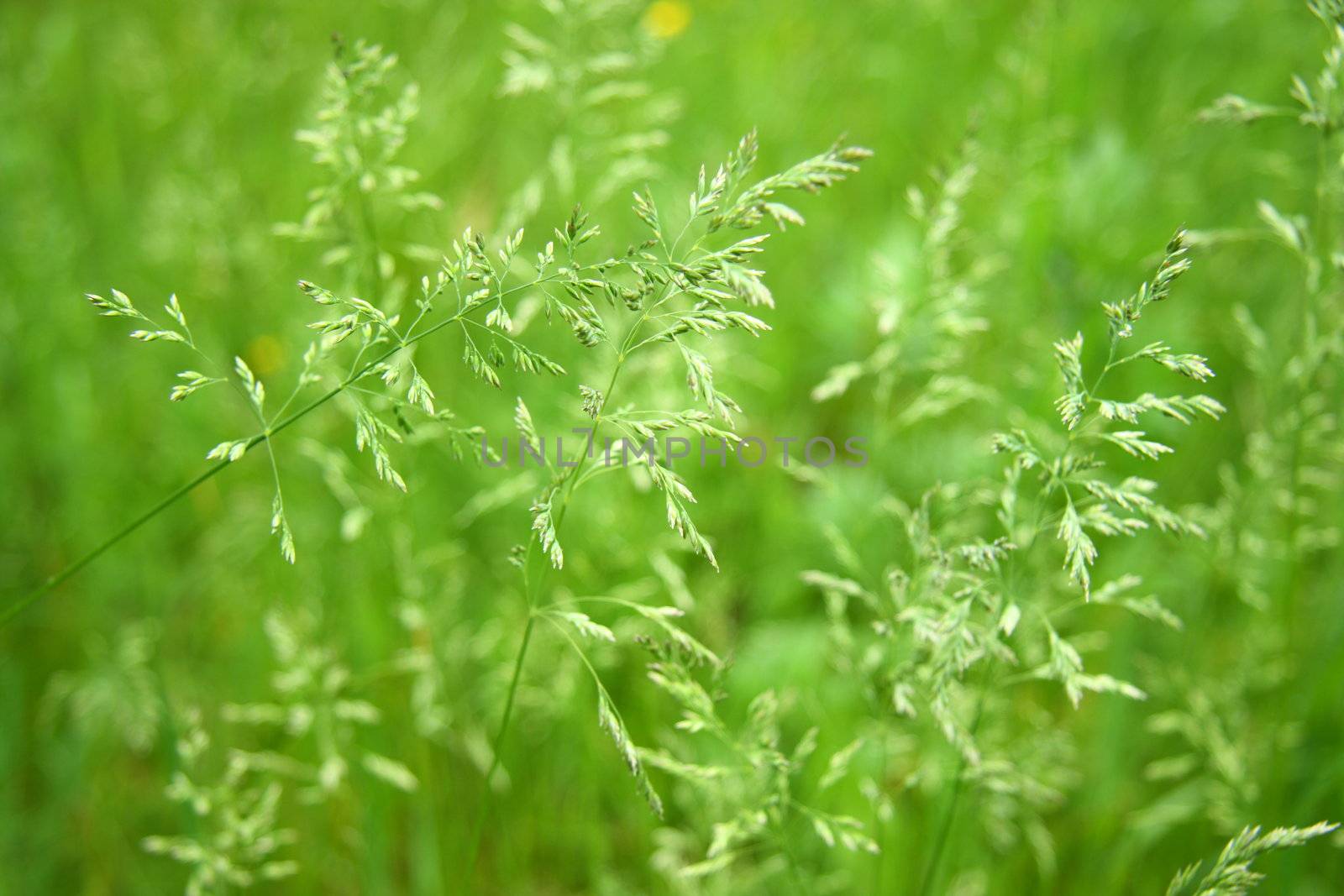 Young green grass by rozhenyuk