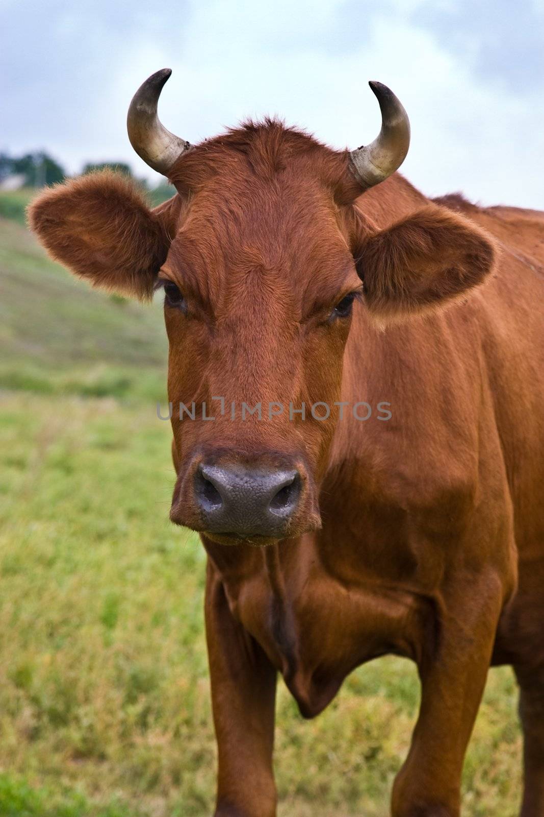 village series: portrait of cow given to butting