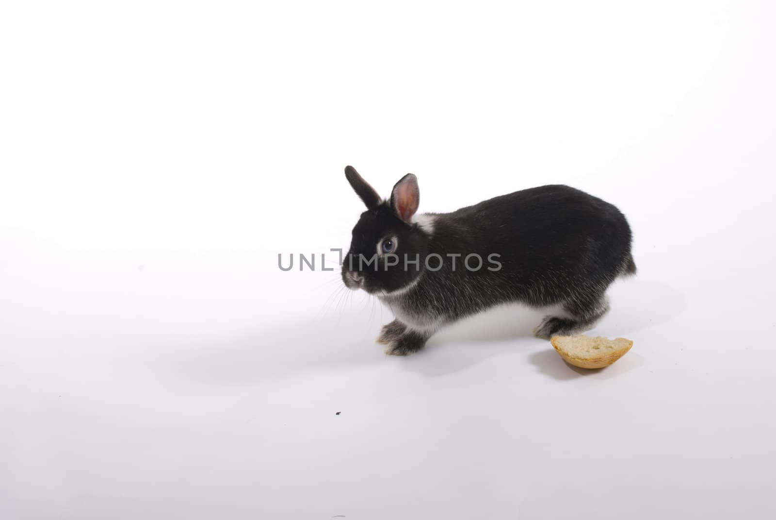 rabbit in studio