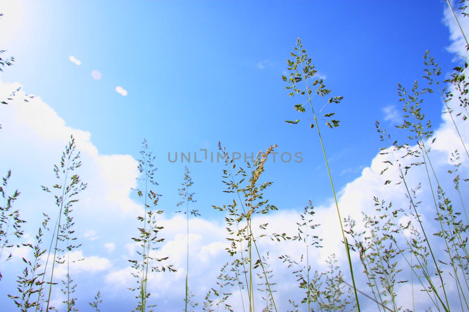 Background of beautiful sky and long grass