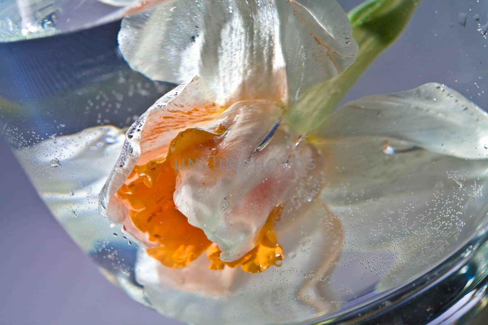 flower serias: macro picture of  narcissus in the water