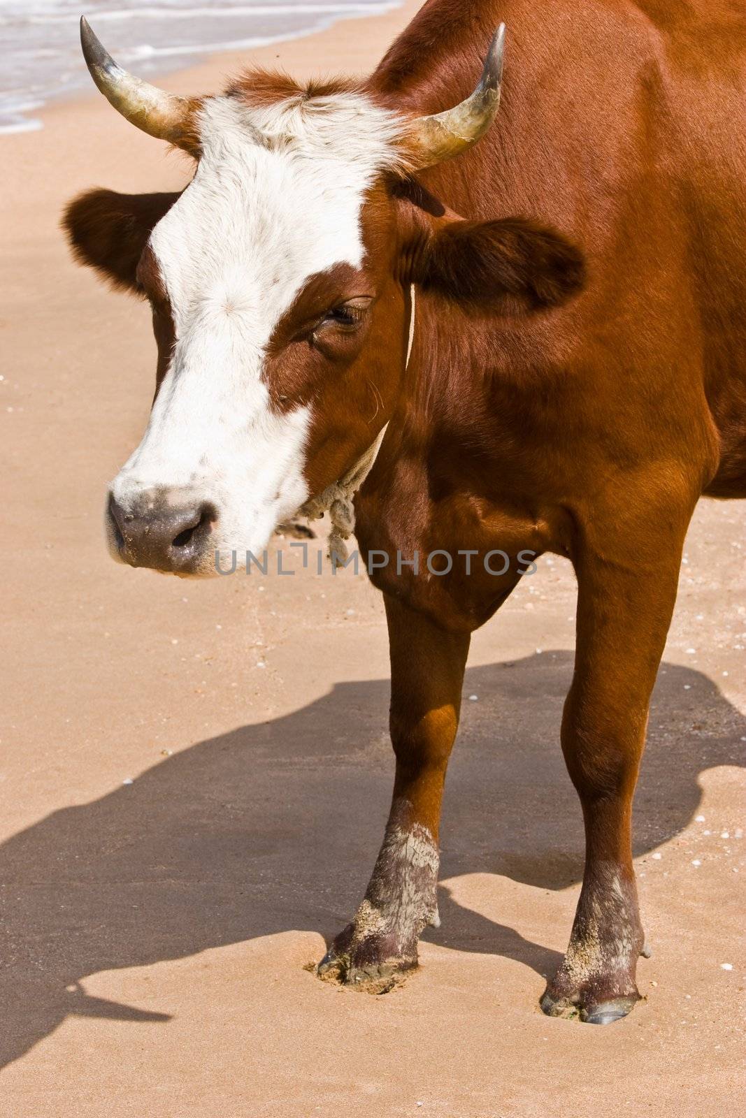 A red and white milk cow on the beach