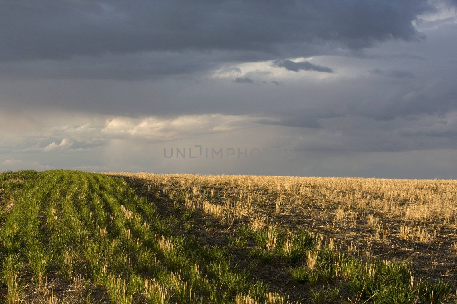 field and a stormy sky by PixelsAway