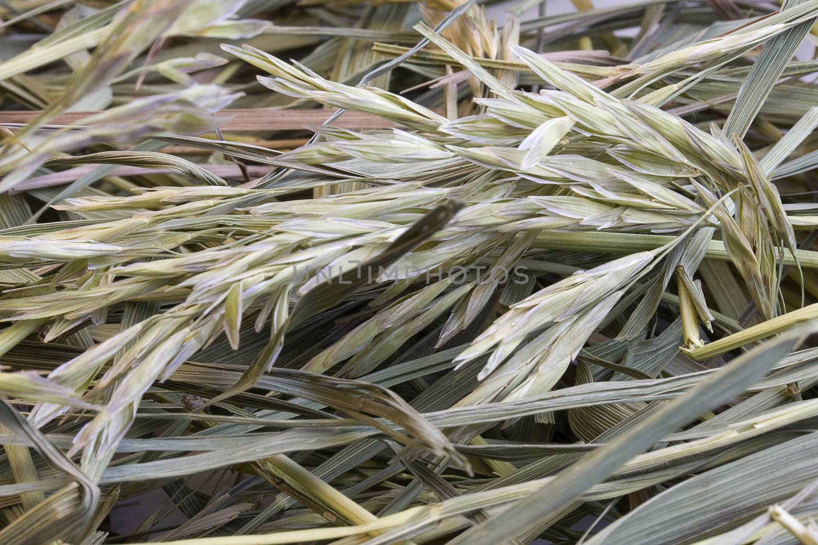 dried hay with a variety of grasses - abstract from a haystack