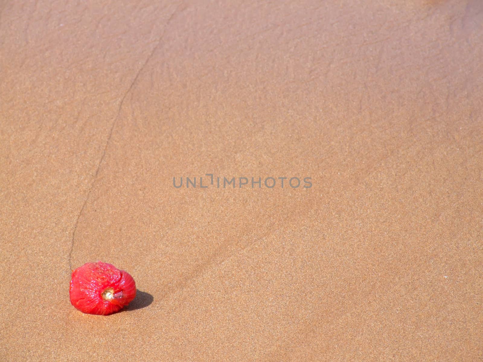 Wrinkled and dried tomato an a sandy beach