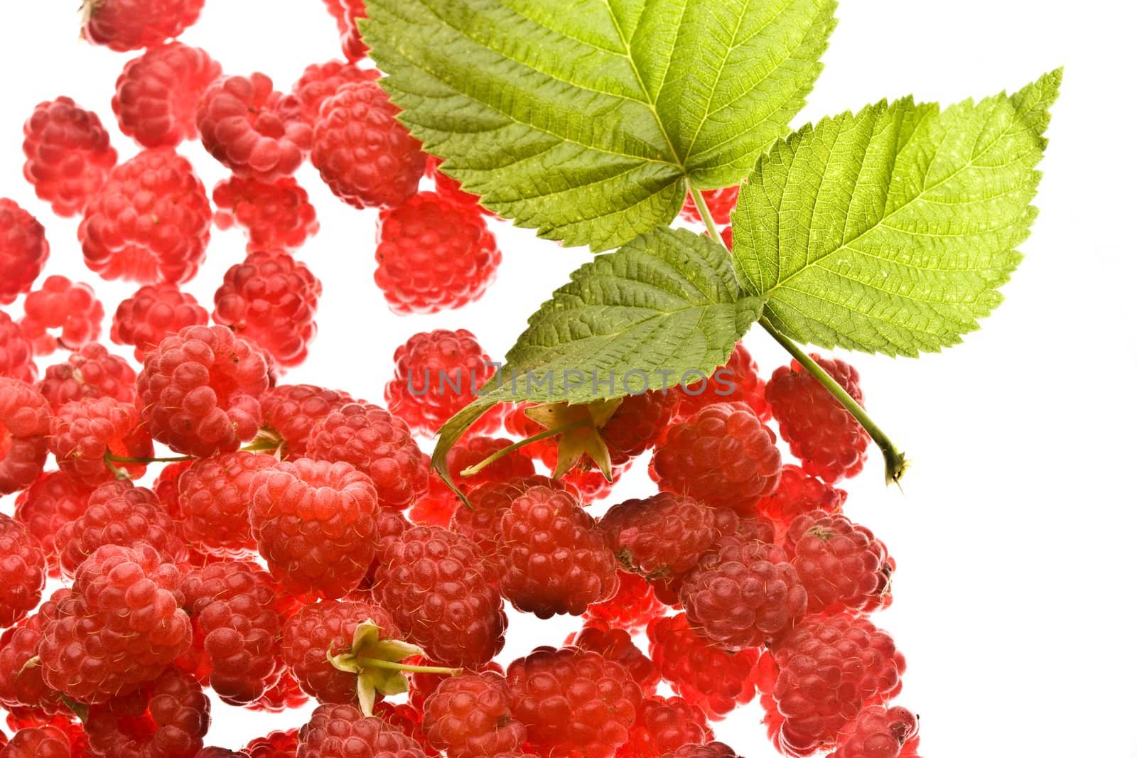 Red raspberry with green leaf on the white background