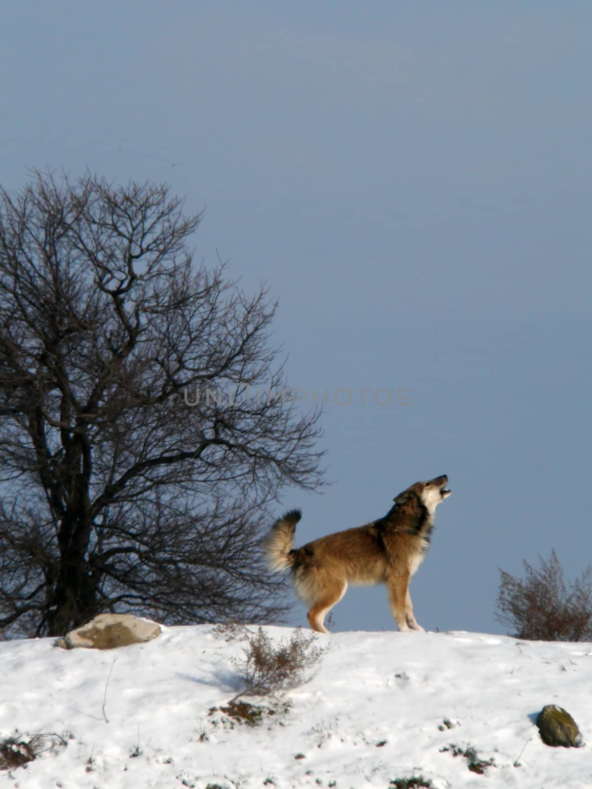 Wild Dog in winter