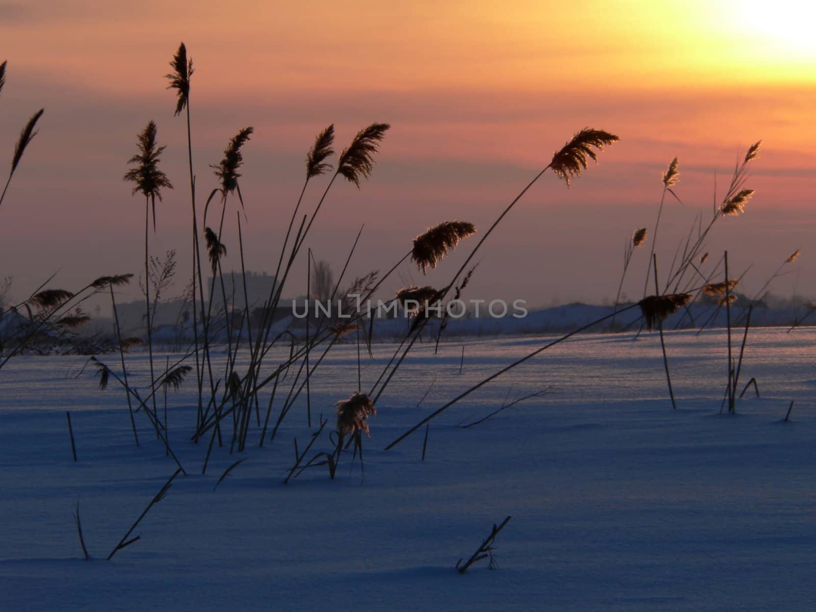Winter landscape with reed on sundown